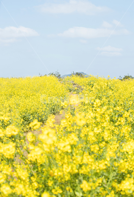유채꽃,유채,유채밭,제주도,자연,nature,outdoors,grassland,countryside,하늘,봄,봄,계절,spring,season