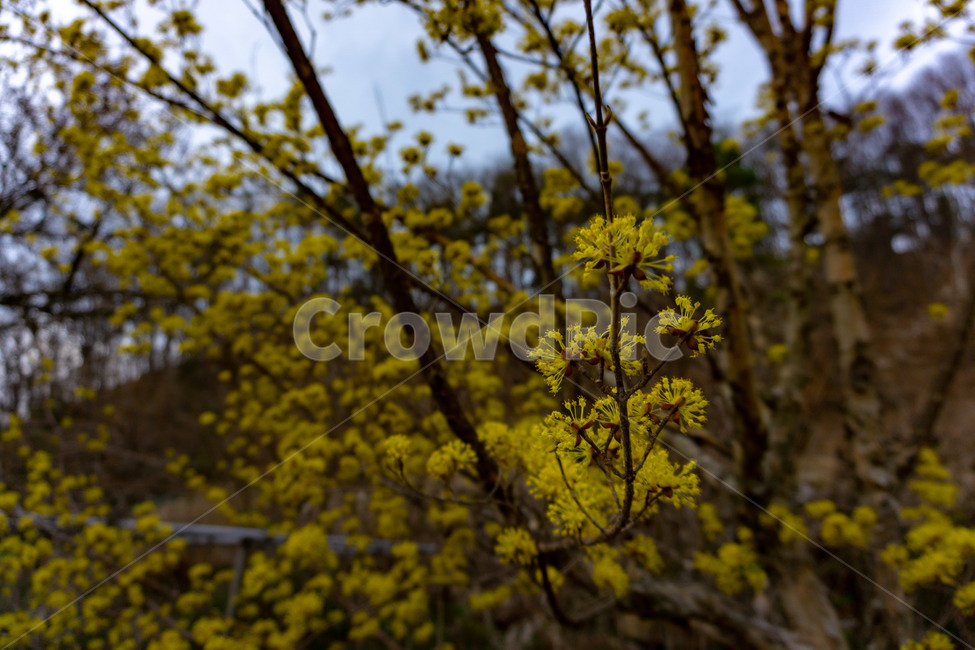 산수유,산수유꽃,산수유나무,노랑,풍경,꽃,봄,식물,자연,plants,nature,꽃,flower