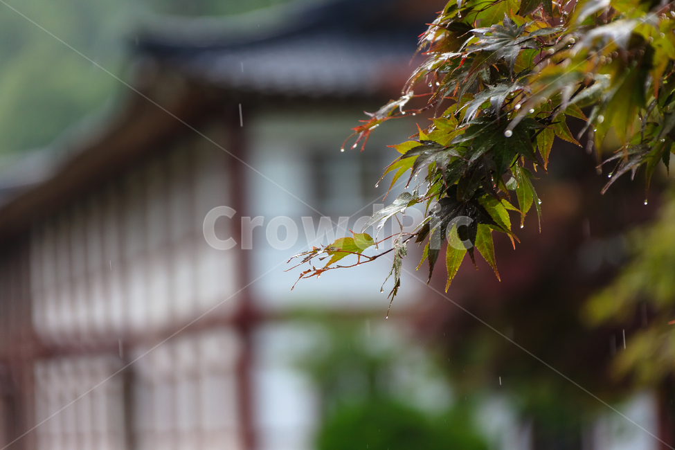 비,가을비,비오는날,환경,젖은,물,날씨,단풍,식물,자연,plants,nature,비,비오는날,rain,rainy