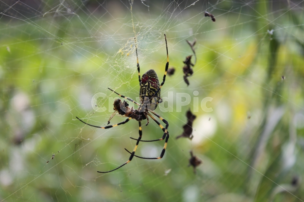 거미,자연,곤충,사냥,무당거미,동물,animal,곤충,벌레,insect,bug