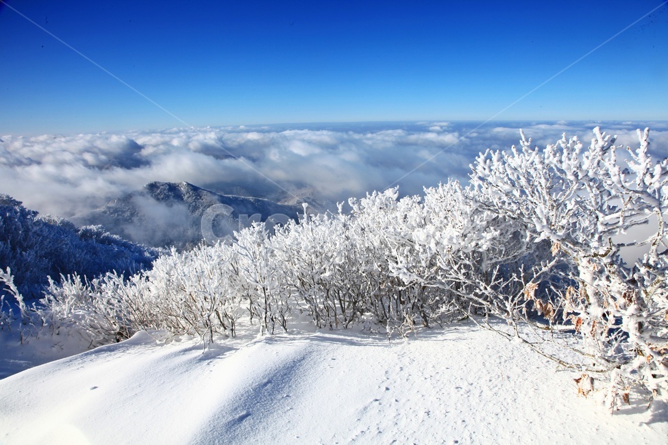 tree,나무,plant,식물,nature,자연,outdoors,옥외,ice,빙,snow,눈,mountain,산,mountainrange,산맥,상고대,무주,덕유산,덕유산설경,설경,설천봉,향적봉,중봉,덕유산국립공원,운해