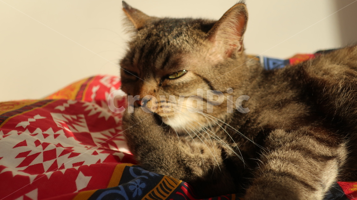 고양이,태비고양이,고등어줄무늬,태비줄무늬,검은고양이,회색고양이,귀여운,반려동물,반려묘,애완동물,집고양이,cat,kitty,kitten,아기고양이,pet,mammal,animal,포유류,동물,동물,animal,포유류,mammal,고양이,cat,kitten,kitty