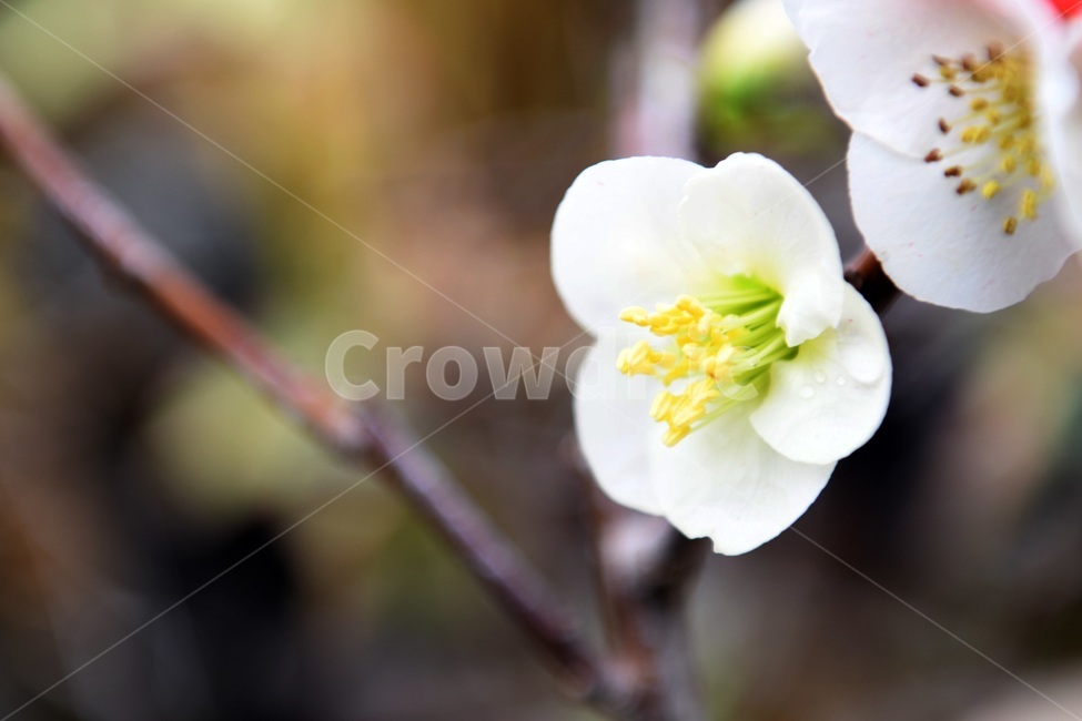 식물,꽃,감성사진,자연,flower,꽃사진,봄,봄꽃,계절,감성,4월,spring,힐링,자연풍경,풍경,봄,계절,spring,season,식물,자연,plants,nature,꽃,flower,plant