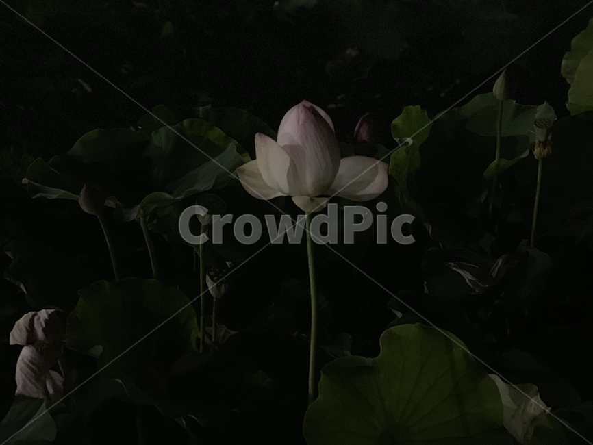 꽃,연꽃,어둠,lotus,flower