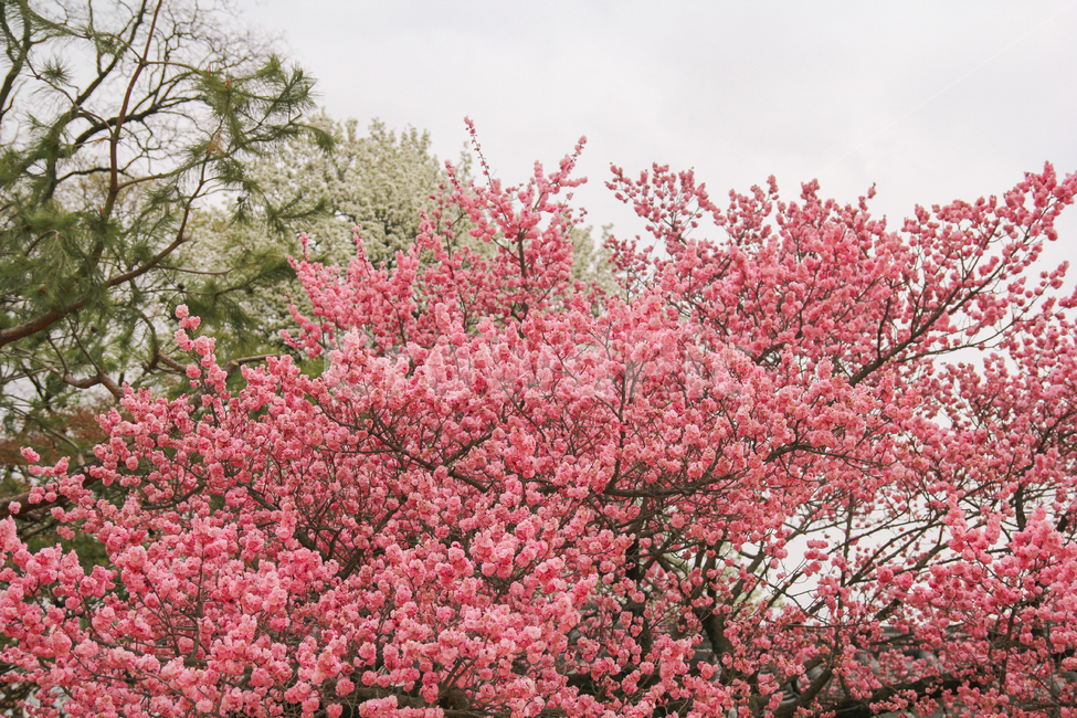 홍매화,봄,매화,매화나무,매화꽃,꽃,자연,풍경,감성사진,봄,계절,spring,season,식물,자연,plants,nature,꽃,flower,plant,blossom