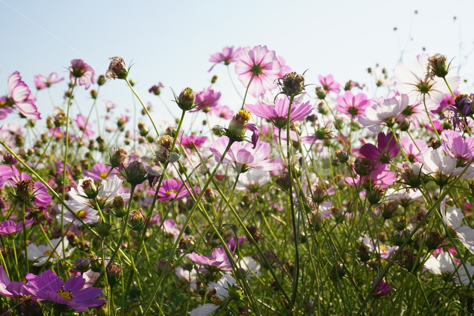 plant,blossom,꽃,코스모스,가을,flower,나들이,가을,계절,fall,autumn,season,식물,자연,plants,nature,꽃,flower,geranium,제라늄