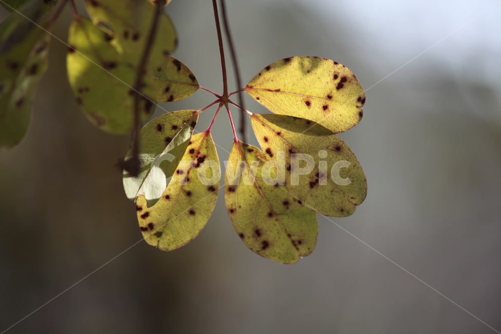 단풍,잎,식물,가을,redleaves,식물,자연,plants,nature