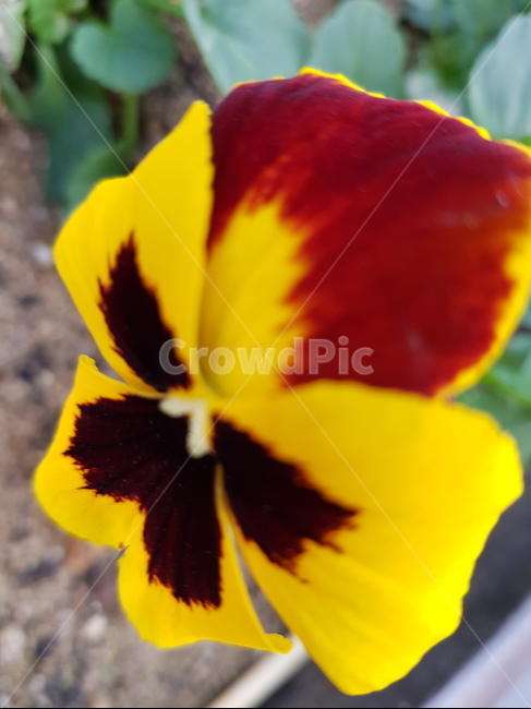 식물,화단,화단식물,식물확대,꽃,화단꽃,식물,자연,plants,nature,꽃,flower