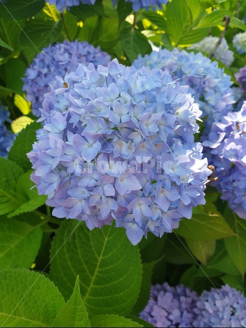 plant,식물,flower,blossom,꽃,식물,자연,plants,nature,꽃,flower