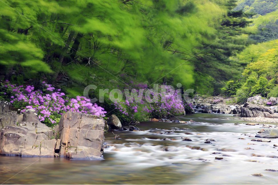 수진달래,지리산,달궁계곡,봄,장노출,계곡,자연,풍경,nature,landscape,water,물,outdoors,옥외
