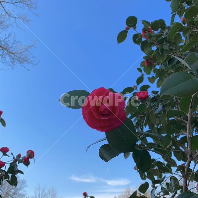 봄,동백,꽃,동백꽃,하늘,식물,자연,plants,nature,꽃,flower