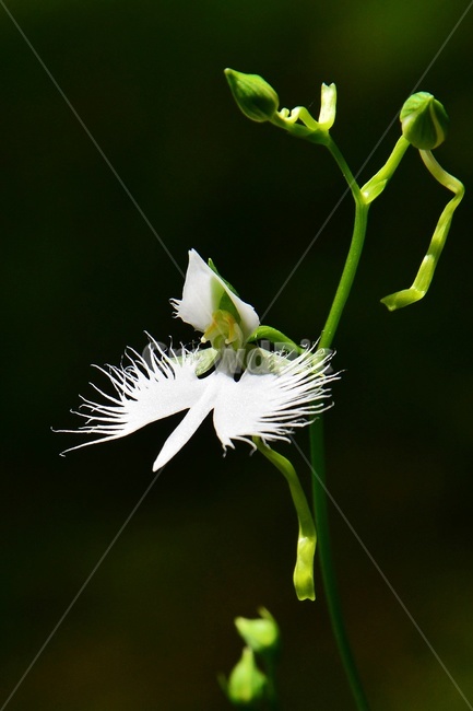 plant,식물,blossom,flower,꽃,난초과,관상용,하얀색,해오라비난초,해오라비난초꽃,야생화,다년생