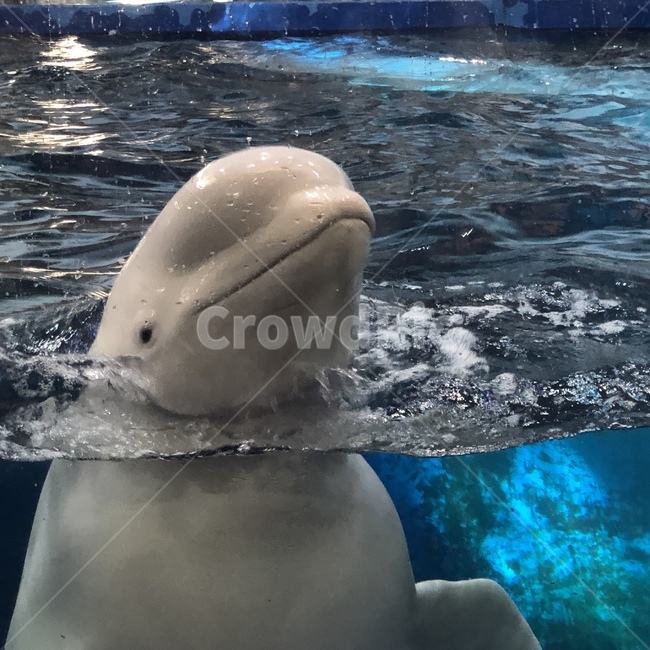 벨루가,해양생물,동물,animal,sealife,belugawhale,whale,동물,animal,포유류,mammal