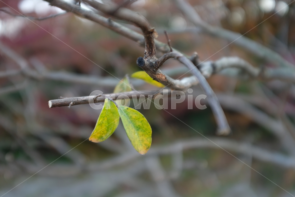 가을,단풍,자연,식물,잎,나무,fall,nature,plant,색,식물,자연,plants,nature