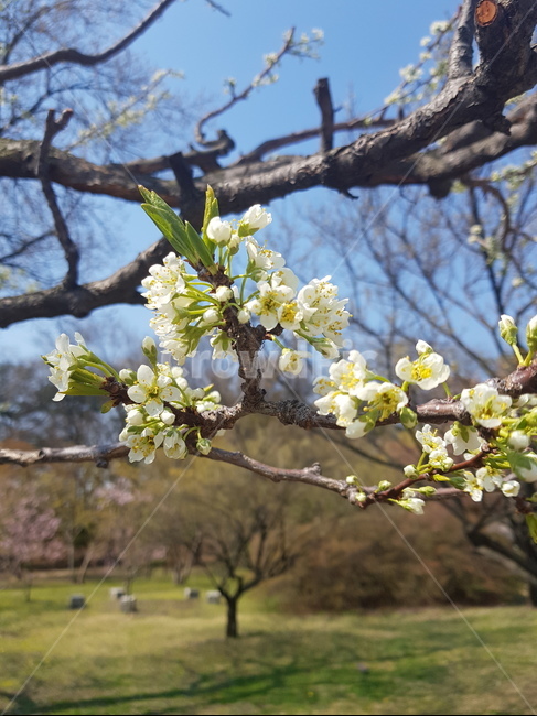 봄,꽃,작은꽃,꽃나무,자두꽃,식물,자연,plants,nature,꽃,flower