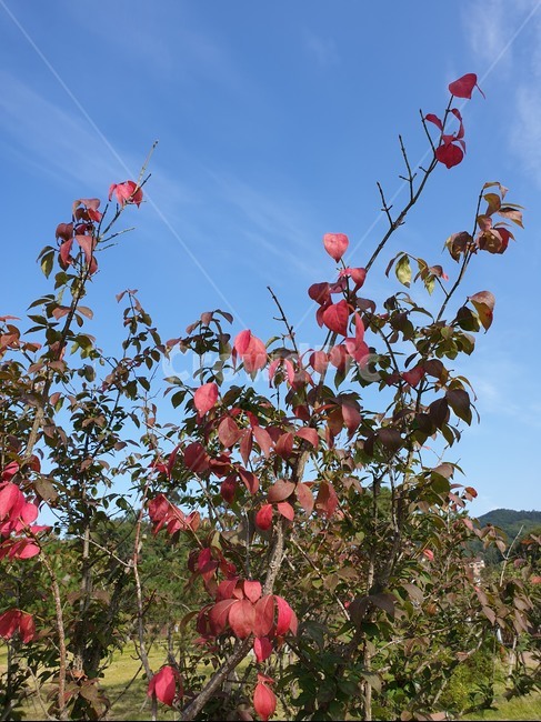 나뭇가지,나무가지,하늘,파란하늘,단풍,풍경,자연,nature,branch,maple,mapleleaves,autumn,sky,blue,scenery,leaf,leaves,가을