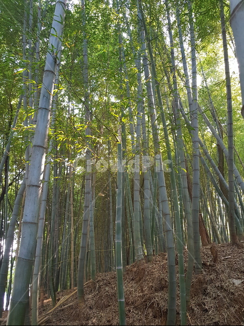 bamboo,Bamboo barrel,cool,Gunsan,bamboo tube