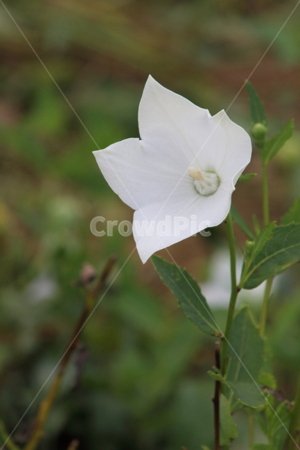 도라지,길경,꽃,식물,balloonflower,식물,자연,plants,nature,꽃,flower