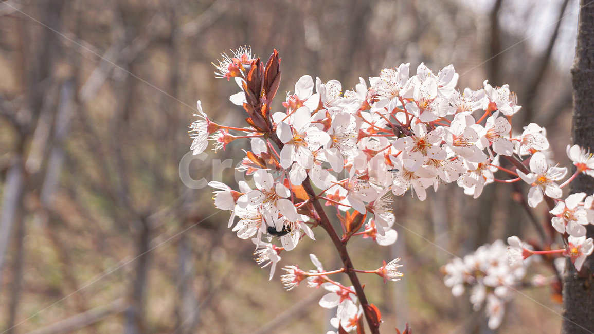 plant,식물,꽃,봄꽃,flower