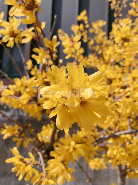 개나리,plant,식물,blossom,꽃,flower,노란,봄,노랑,개나리꽃,개나리나무,나무,forsythia,계절,야외,산책,들꽃,꽃받침