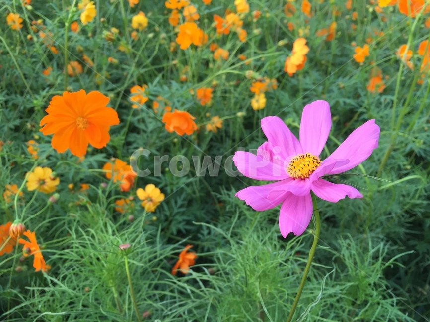 plant,식물,코스모스,분홍,꽃,주황,봄,식물,자연,plants,nature,꽃,flower