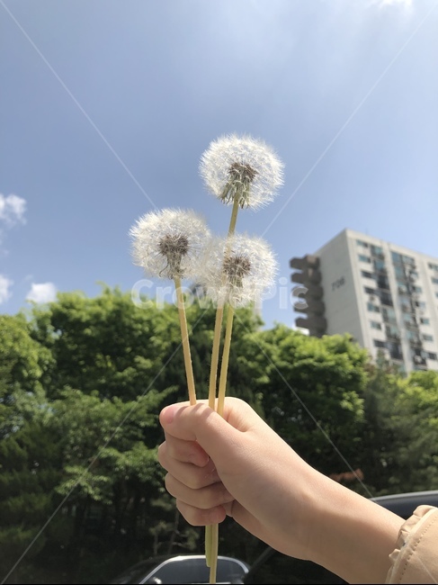 민들레,민들레꽃,자연,꽃,홀씨