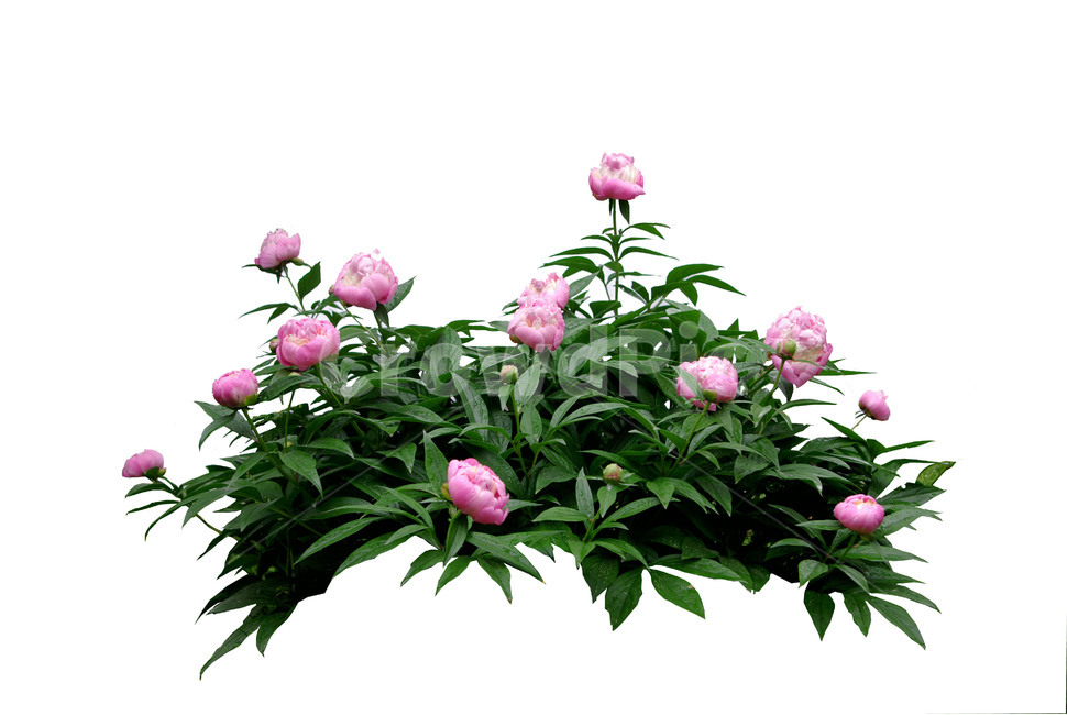 식물,꽃,flower,작약,작약꽃