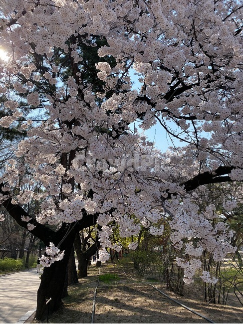plant,식물,blossom,꽃,flower,벚꽃,벚꽃나무,cherryblossom,봄,하늘,공원,산책,spring,sky,park