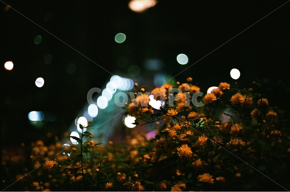 light,분위기,불빛,색감,컬러,야경,밤,풍경,night,nightscape,landscape,감성,감정,sensible,feeling,emotion,필름사진,film,야경,밤,풍경,nightscape,night,landscape,식물,자연,plants,nature,꽃,flower,감성,sensible,feeling,plant,leaf,잎