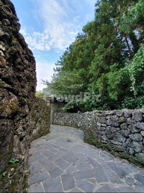 벽,wall,판석,flagstone,초록,숲길,자연,제주,돌담길,길