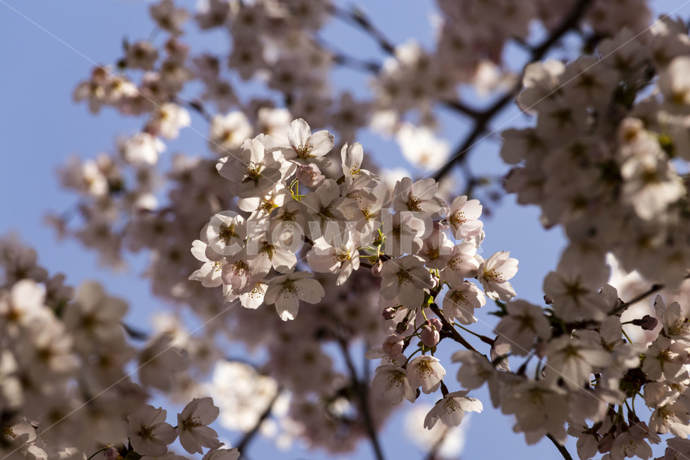 벚꽃,벚나무,cherryblossoms,봄꽃,벚나무꽃,흰꽃,식물,자연,plants,nature,꽃,flower