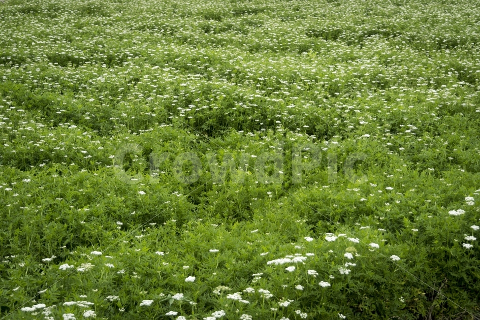 야생화,여행,연꽃,유등연지,자연,청도,힐링,flower,자연,풍경,nature,landscape,grassland,목초지,field,들,outdoors,옥외,rural,농촌,farm,농장