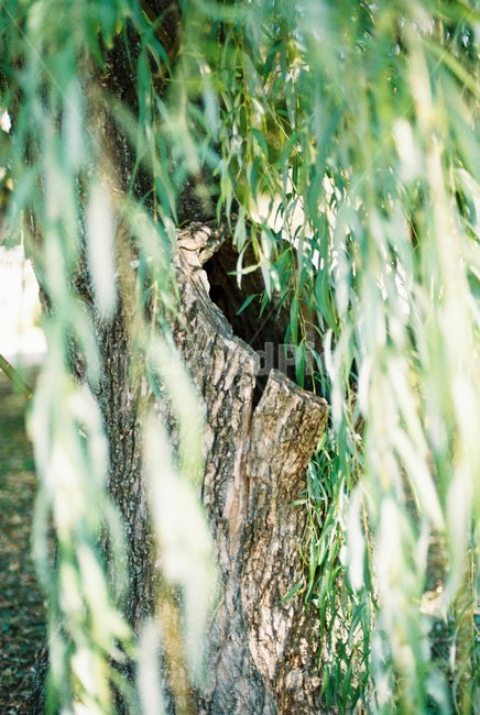 고목,나무,자연,몽환적,식물,필름사진,식물,자연,plants,nature,나무,trees,wood