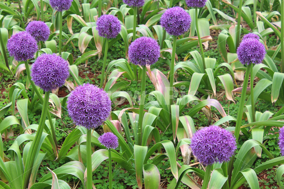 자연,보라,보라색꽃,꽃,flower,식물,자연,plants,nature,꽃,flower