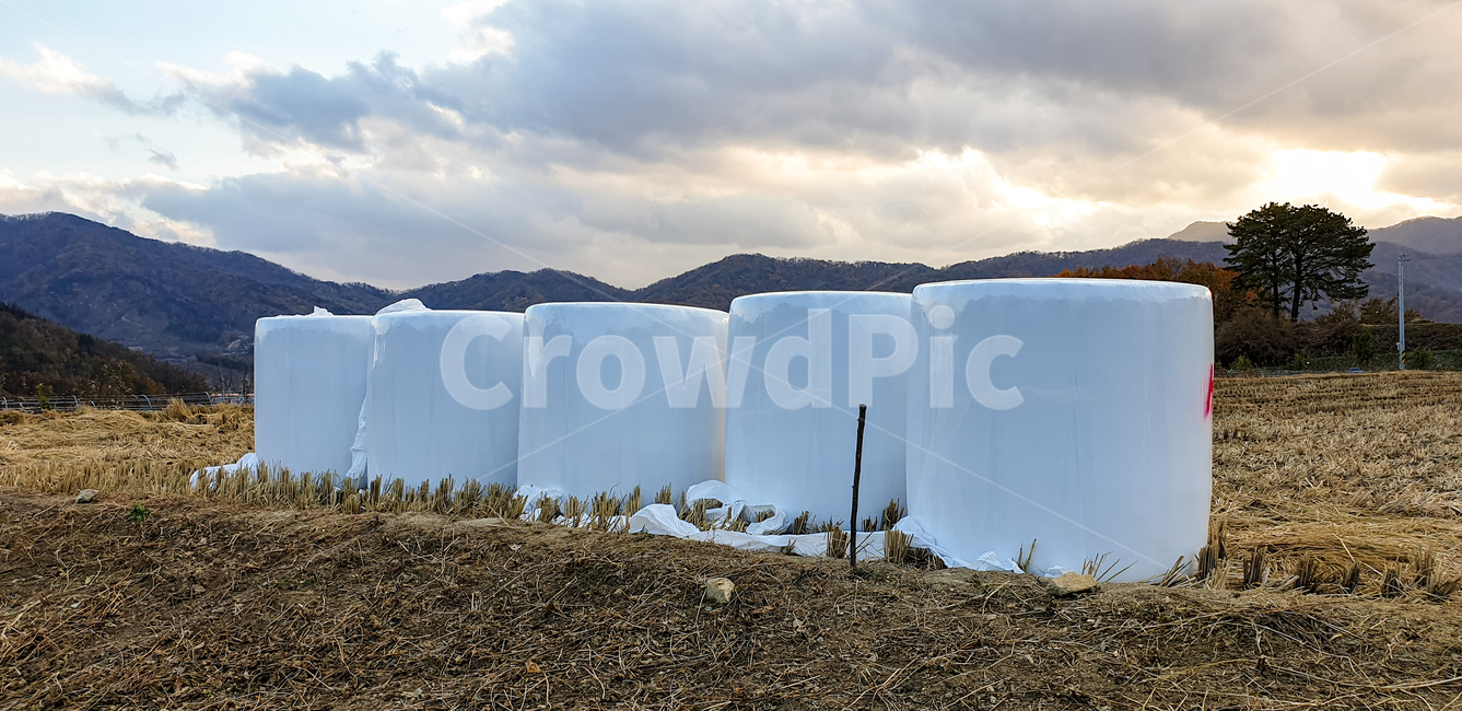 추수,가을,자연,옥외,농촌,들판,nature,outdoors,농업,농사,agriculture,farming,farming industry