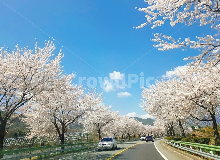 하동벚꽃길,벚꽃,봄꽃,벚꽃길,벚꽃가득,벚꽃놀이,봄꽃길