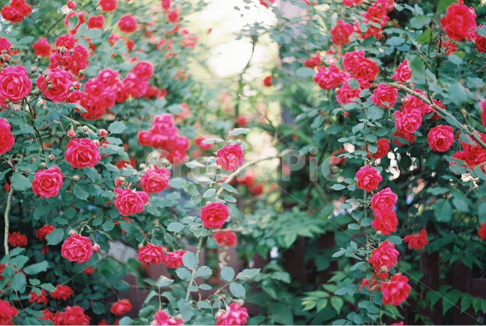 장미,장미꽃,꽃,rose,flower,roses,빨간색,color,red,식물,자연,plants,nature,꽃,flower