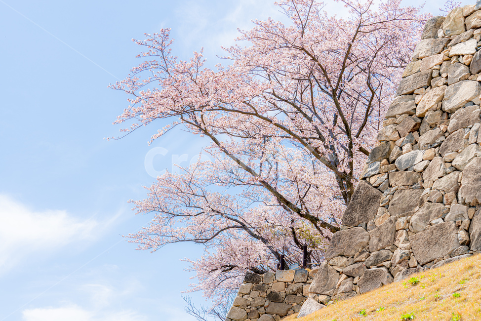 cherryblossom,cherry,background,season,pink,natural,nature,blossom,plant,beautiful,flower,spring,tree,bloom,fullbloom,벚꽃,버찌,벚나무,배경,벚꽃시즌,분홍,핑크,자연,식물,아름다움,꽃,봄,나무,만개,clear,fine,sky,skybackground,soft,청명한,하늘,하늘배경,봄,계절,spring,season