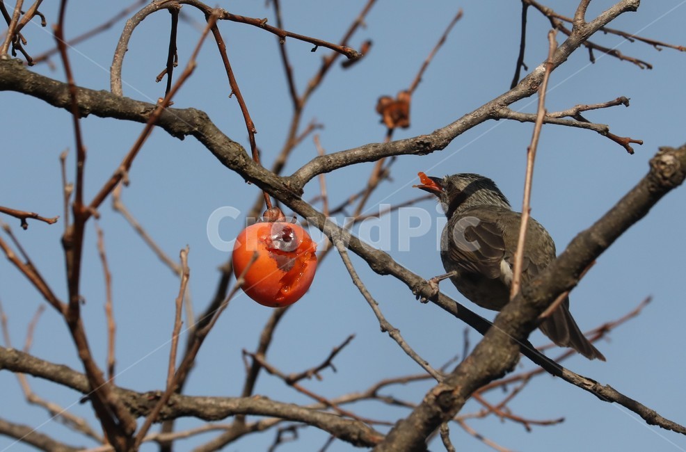 새밥,감나무,홍시,새,하늘,동물,animal,조류,새,birds
