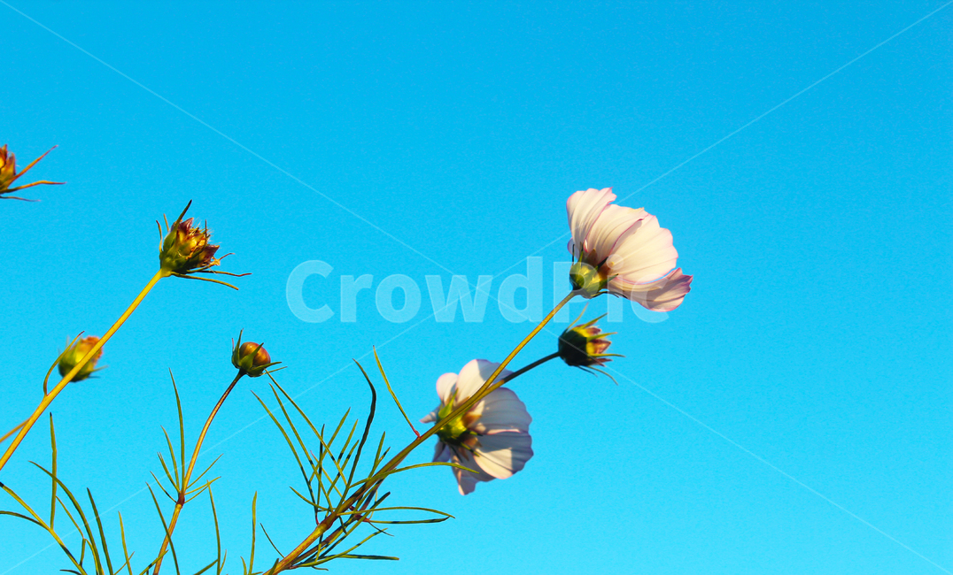 코스모스,cosmos,꽃,flower,자연,nature,가을,fall,autumn,하늘,sky,blue,야생화,피다,자주,분홍,식물,가을,계절,fall,autumn,season,식물,자연,plants,nature,꽃,flower