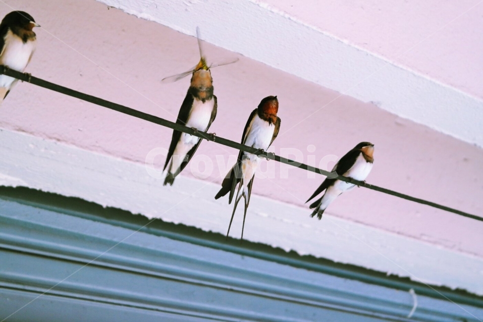 새,재비,부산,여행,일상,건물,주택,먹이,휴식,동물,animal,조류,새,birds