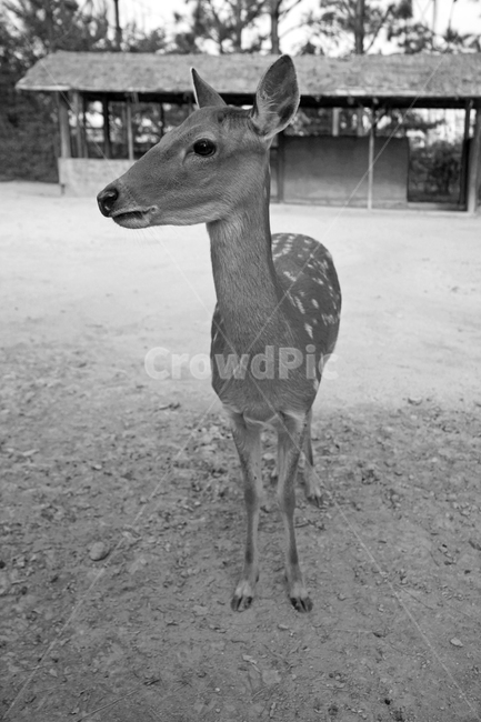꽃사슴,사슴,동물,반점,월미공원,대륙사슴,매화사슴,포유동물,흑백,동물,animal,포유류,mammal