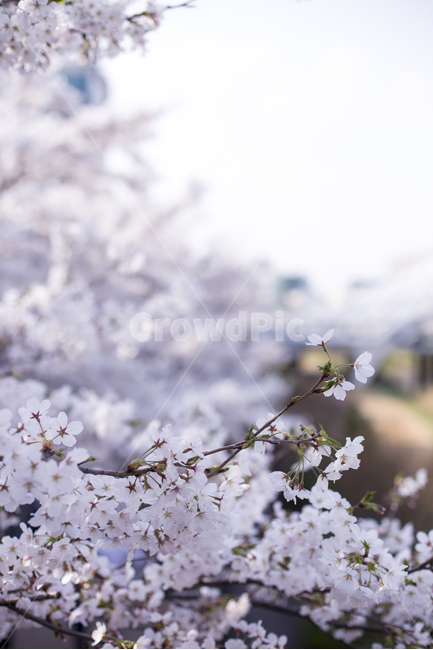 꽃,벚꽃,봄,은행동,꽃구경,감성사진,봄,계절,spring,season,식물,자연,plants,nature,꽃,flower,plant,blossom