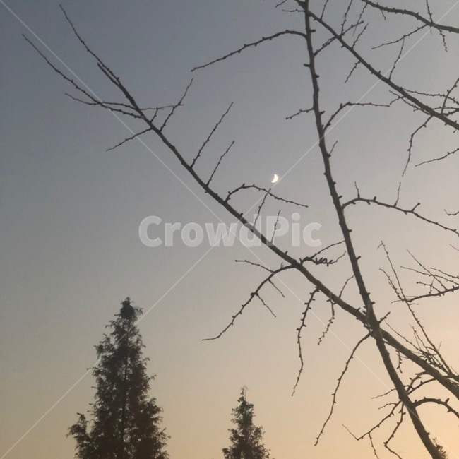 달,하늘,저녁,나무,초승달,moon,sky,tree,풍경,야경,밤,풍경,nightscape,night,landscape,plant,식물,fir,전나무