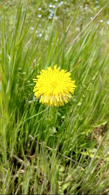 꽃,민들레,식물,노란꽃,flower,식물,자연,plants,nature,꽃,flower