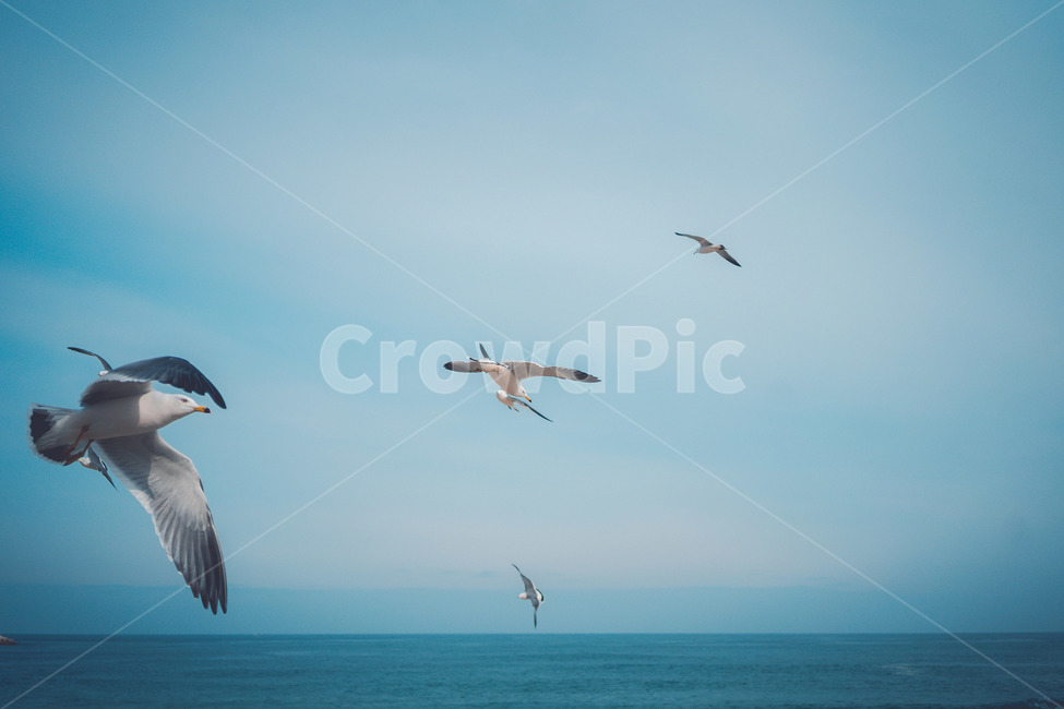 bird,새,animal,동물,flying,나는,겨울,계절,winter,season,자연,풍경,nature,landscape,조류,새,birds