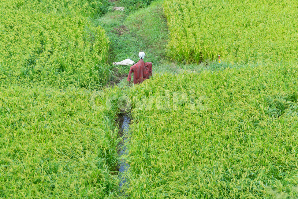 허수아비,논,자연,조화,평화로움,인형,산업,industry,industrial,농업,농사,agriculture,farming,farming industry