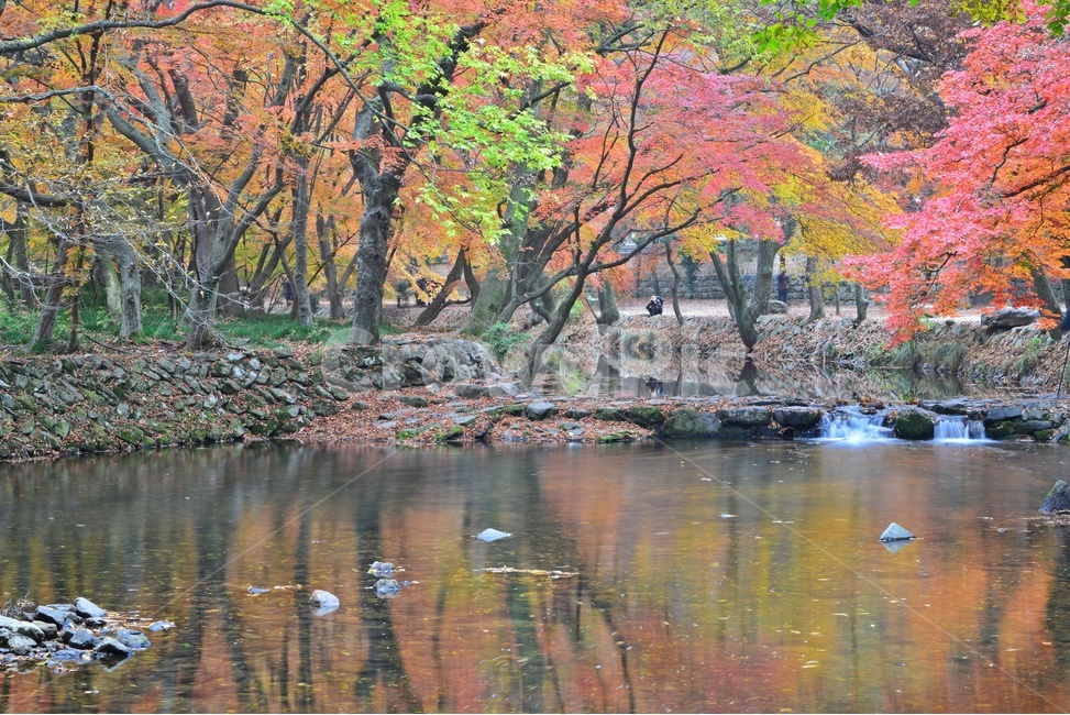 tree,나무,plant,식물,maple,leaf,잎,water,물,nature,자연,outdoors,옥외,고창,선운사,선운사가을,도솔천,가을,계절,추색,만추,단풍,반영,가을,계절,fall,autumn,season