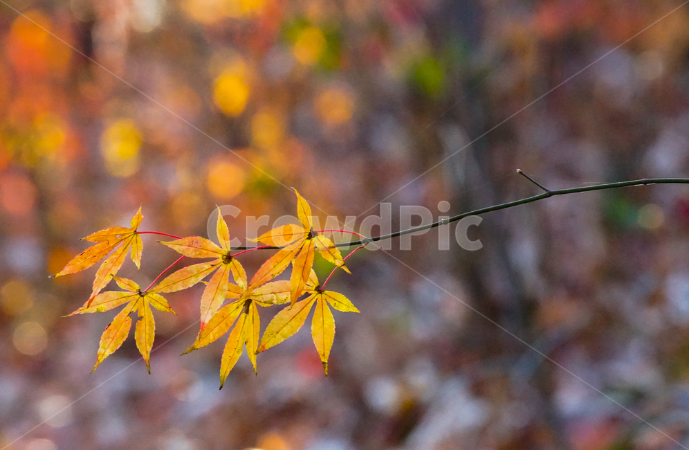 가을,단풍,계절,나무,자연,식물,가을,계절,fall,autumn,season,식물,자연,plants,nature,plant,leaf,잎,tree