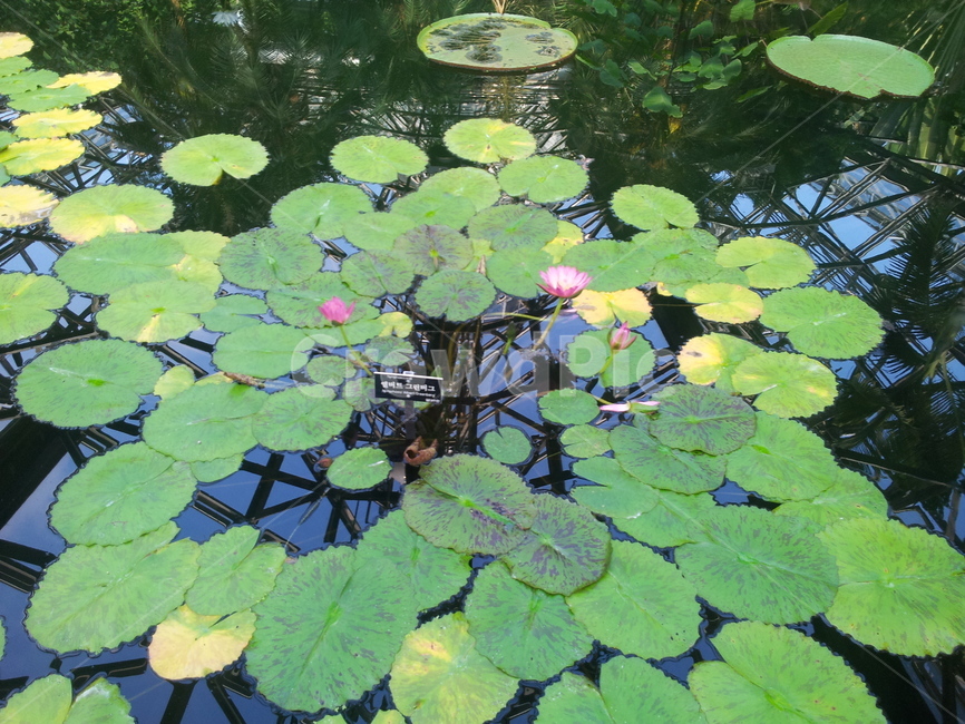 연꽃,꽃,식물,plant,자연,식물,자연,plants,nature